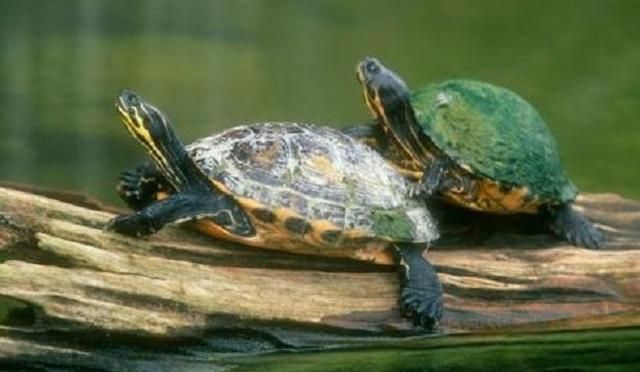 怎么养巴西龟好(养小巴西龟)图1