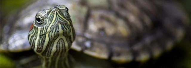 巴西龟怎么养长得快，喂什么长得快