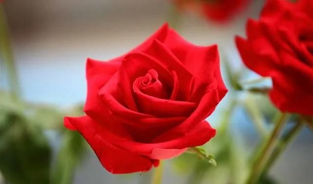 分享图片，一组漂亮迷人的玫瑰花