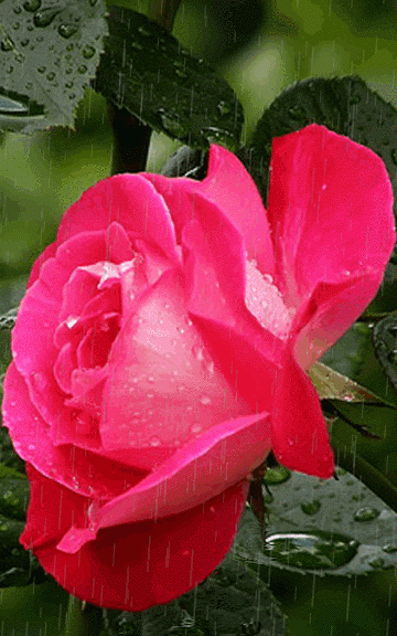 分享图片，一组漂亮迷人的玫瑰花