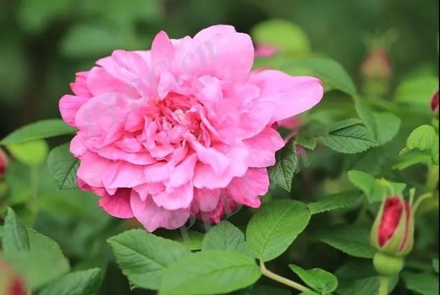 林草科普|植物花语系列-情人玫瑰