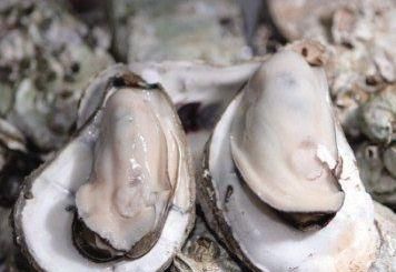 牡蛎——男人的养生佳品，主要有四大功效