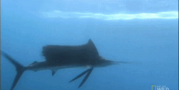 【超级大鱼】游速最快、刺穿潜艇的顶级海洋猎手——旗鱼