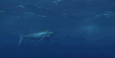 【超级大鱼】游速最快、刺穿潜艇的顶级海洋猎手——旗鱼