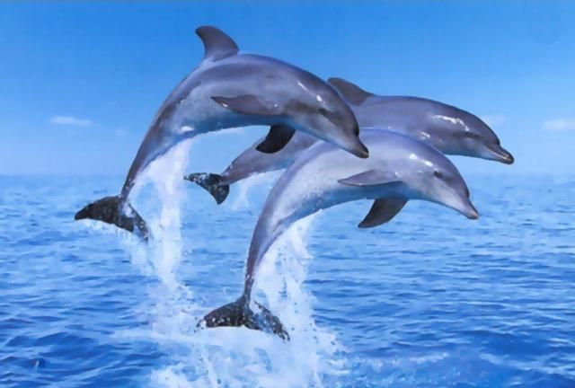 什么是海豚,什么是海豚音图1