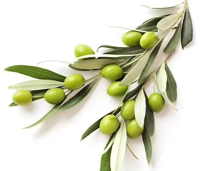油橄榄叶提取物/除了橄榄油，橄榄叶也能吃？