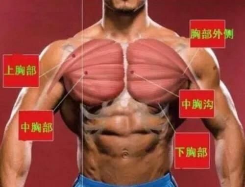 胸大肌内侧应该怎么练(胸大肌内侧教学)图1