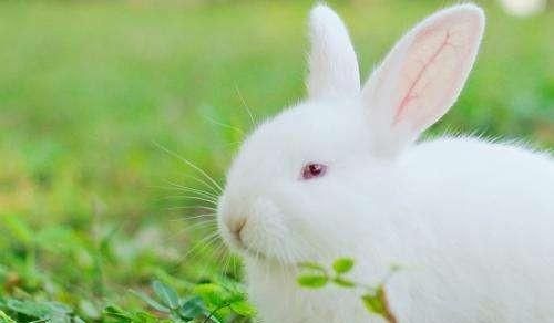 小白兔生活习性有哪些,小白兔生活习性有哪些作图1