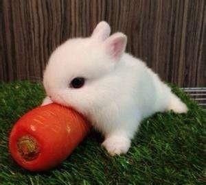 小白兔生活习性有哪些,小白兔生活习性有哪些作图3