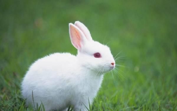 小白兔生活习性有哪些,小白兔生活习性有哪些作图4
