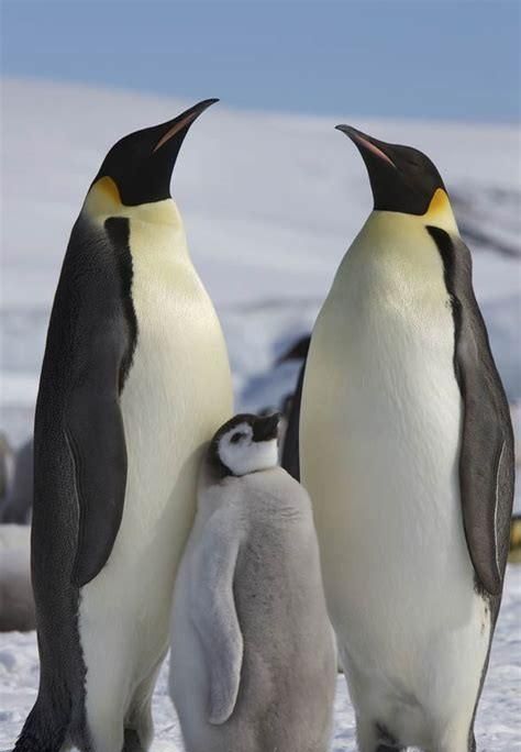 南极的野生企鹅,一般最大可以长到多少斤呢图1