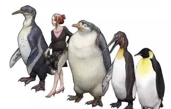 南极的野生企鹅,一般最大可以长到多少斤呢图3