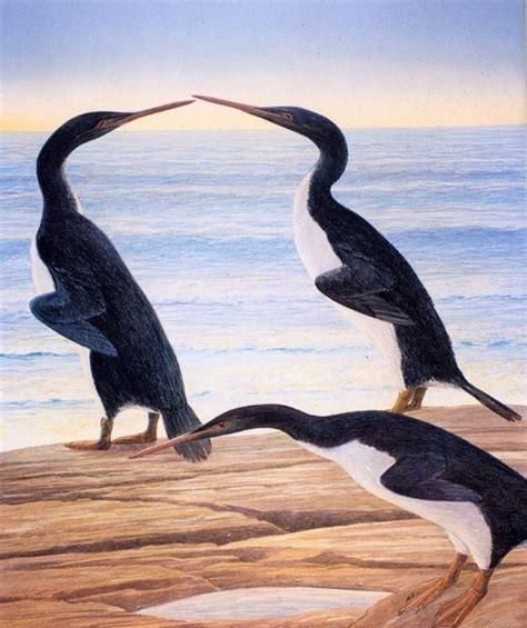 南极的野生企鹅,一般最大可以长到多少斤呢图6
