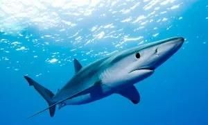可以生活在淡水里的鲨鱼是什么,能在陆地上生活的鲨鱼是什么鲨鱼图2