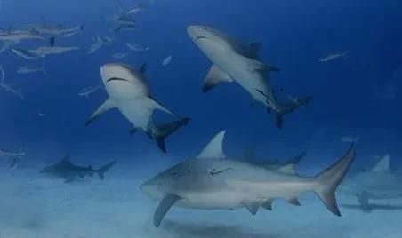可以生活在淡水里的鲨鱼是什么,能在陆地上生活的鲨鱼是什么鲨鱼图3
