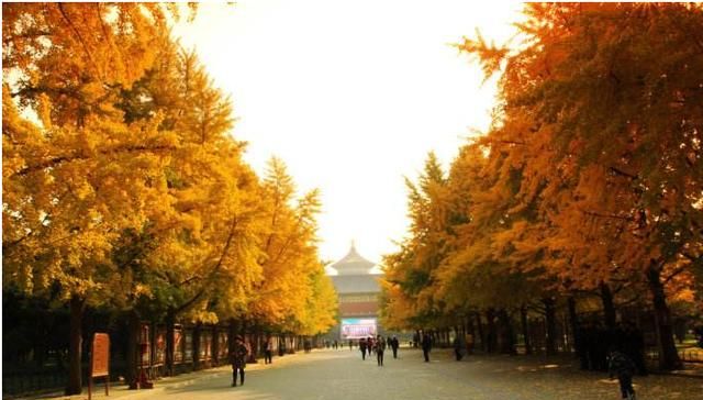 为什么大家都选择秋天去北京旅游呢图6