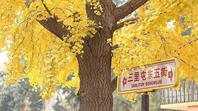 为什么大家都选择秋天去北京旅游呢图7