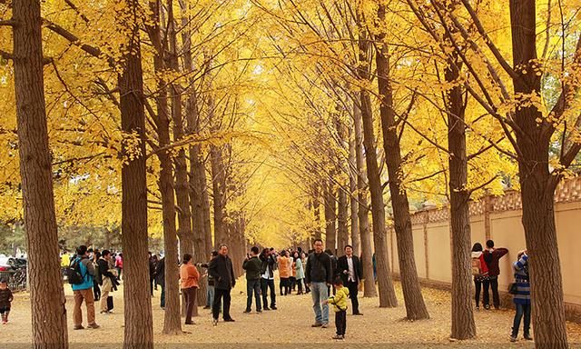 为什么大家都选择秋天去北京旅游呢图11