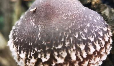 椴木香菇种植，采摘期要把握住3个节点2个注意，才能质量好收益高