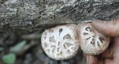 椴木香菇种植，采摘期要把握住3个节点2个注意，才能质量好收益高