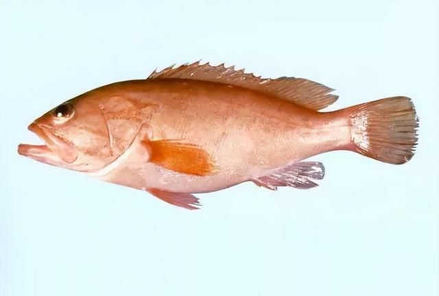 “美容护肤之鱼”——石斑鱼介绍