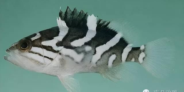 “美容护肤之鱼”——石斑鱼介绍
