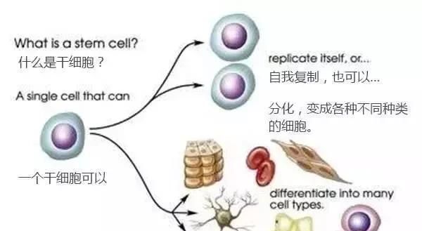 干细胞研究有什么作用图3