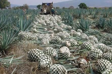 烈酒龙舌兰的由来，为什么它被墨西哥人民称之为国酒？
