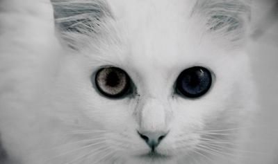 猫的眼睛为什么会有各种各样的颜色呢图1