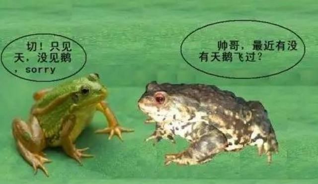 如何区分青蛙、癞蛤蟆、蟾蜍图1