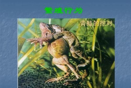 如何区分青蛙、癞蛤蟆、蟾蜍图2