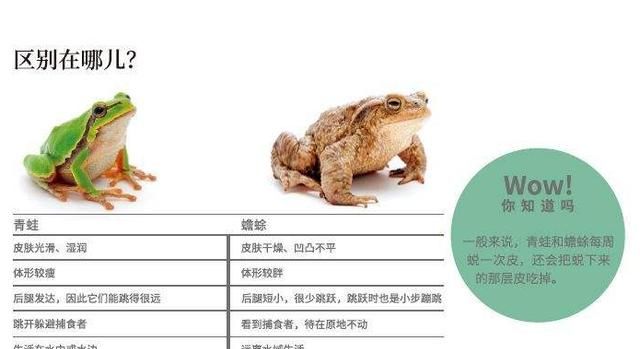 如何区分青蛙、癞蛤蟆、蟾蜍图6