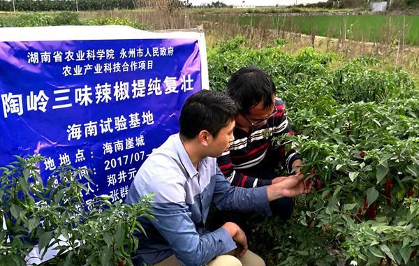 “陶岭三味辣椒”海南三亚南繁试验基地提纯和试验种植