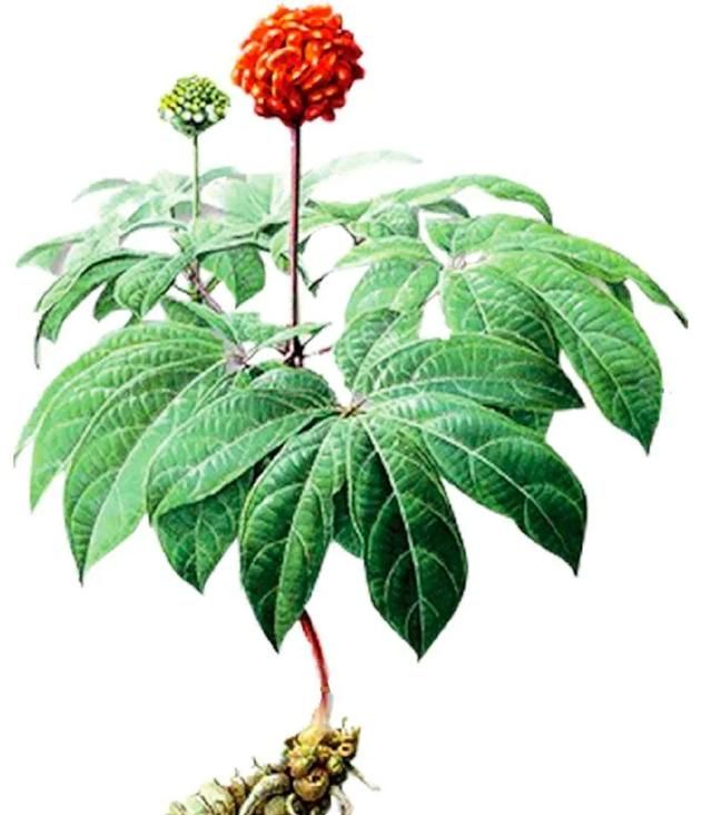 一种叫金不换的植物(荆芥与金不换是同一植物吗)图7