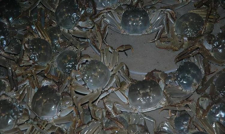 七里海河蟹