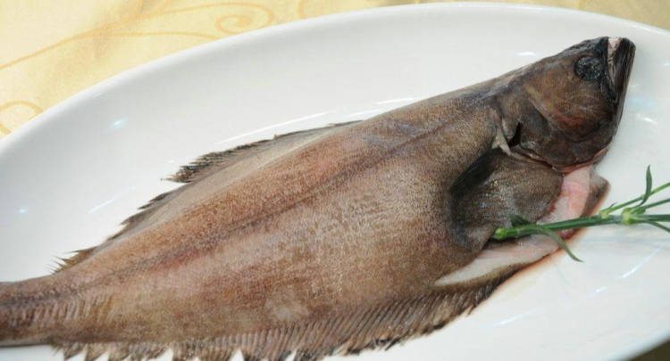 鸦片鱼