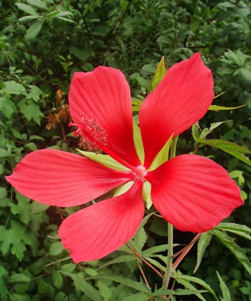 红秋菊