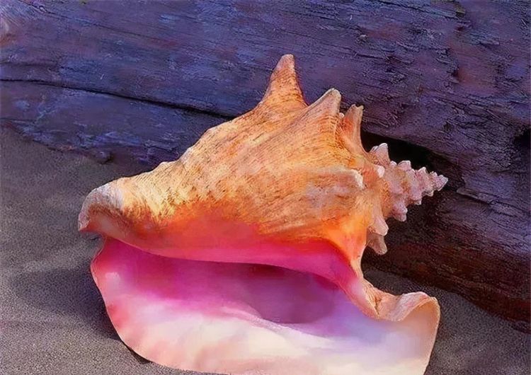 海螺珠