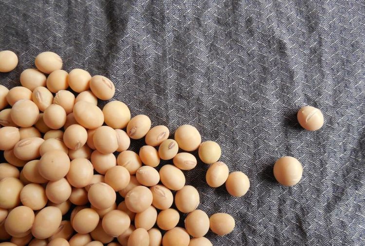 豆制品还优质植物蛋白，可以翘臀丰胸，补充大豆异黄酮