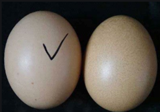 人造鸡蛋蛋壳