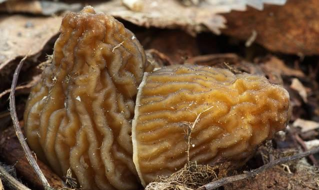 皱盖钟菌菌盖表面的褶皱