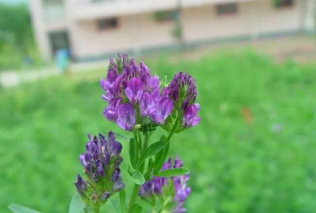 紫花苜蓿什么时候割最有营养图3