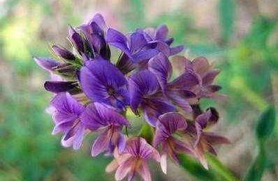 紫花苜蓿什么时候割最有营养图4