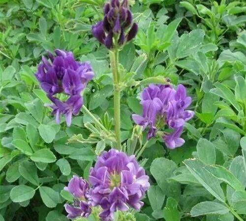 紫花苜蓿什么时候割最有营养图5