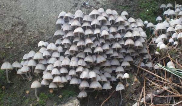 野生毒蘑菇是怎么长出来的图2