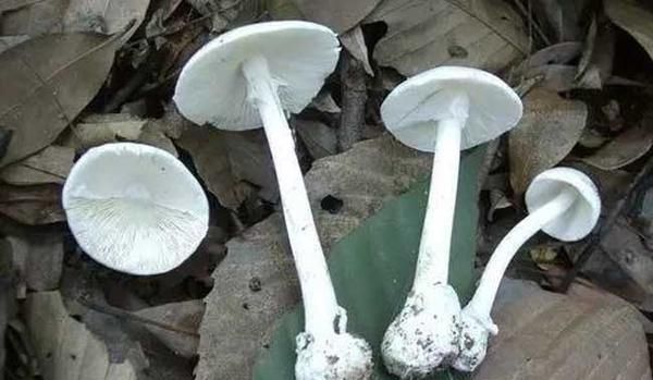 野生毒蘑菇是怎么长出来的图3